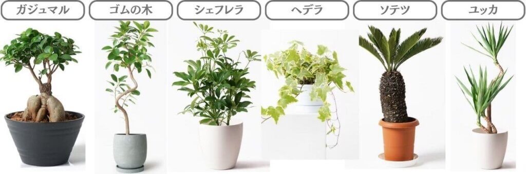 寒さに強い