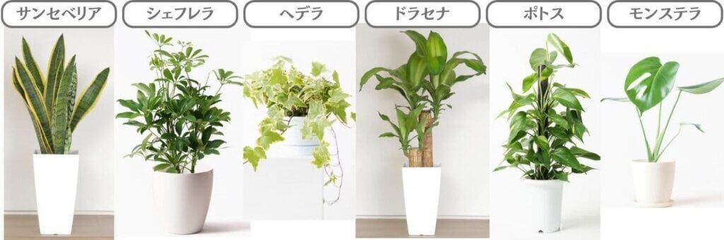 日陰でも育てやすい