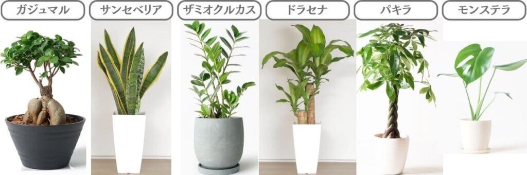 暑さに強い
