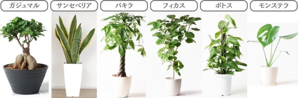水やりの頻度が少ない