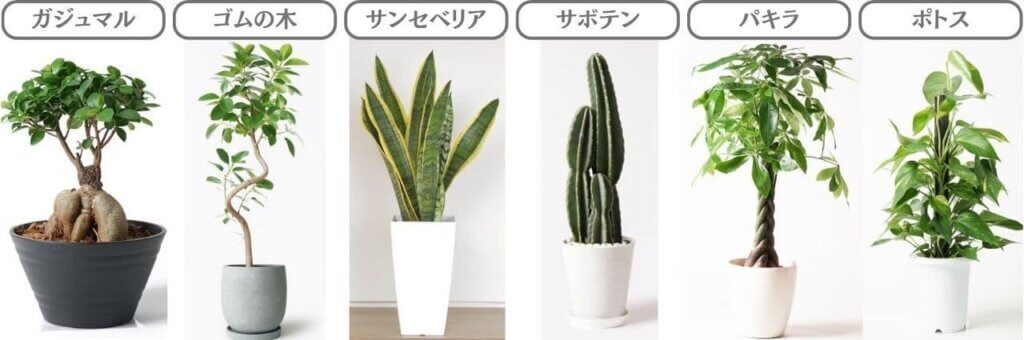 説明1：葉が落ちにくい